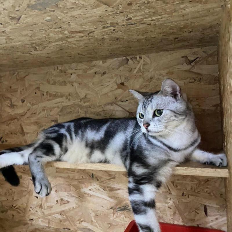 Top 10 Best Cat Grooming Shops in KL & Selangor 2025 5 Catsville-Pet-Shop