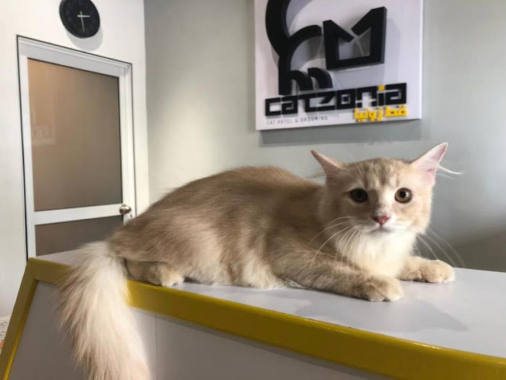 Top 10 Best Cat Grooming Shops in Johor 2025 3 Catzonia-Johor-