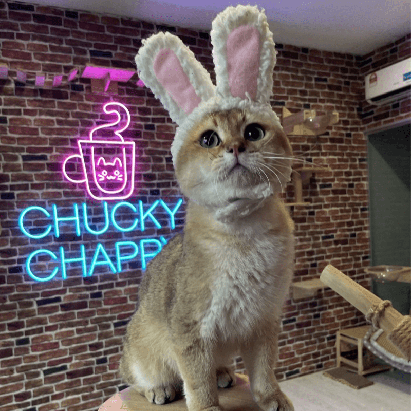 Top 8 Best Pet Cafes in Johor Bahru 2025 15 Chucky-Chappy-Cafe-