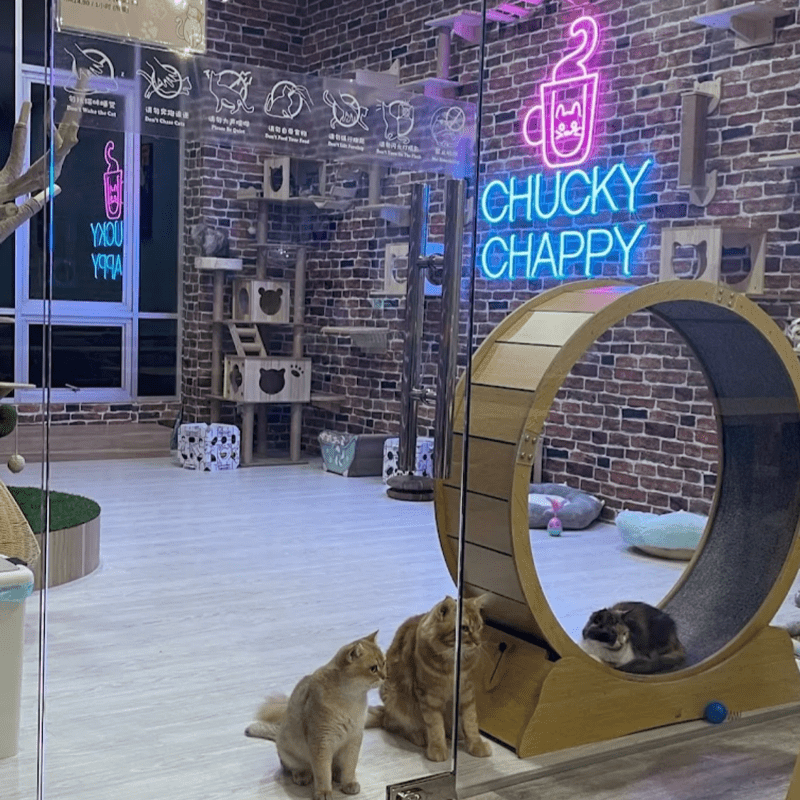 Top 8 Best Pet Cafes in Johor Bahru 2025 14 Chucky-Chappy-Cafe