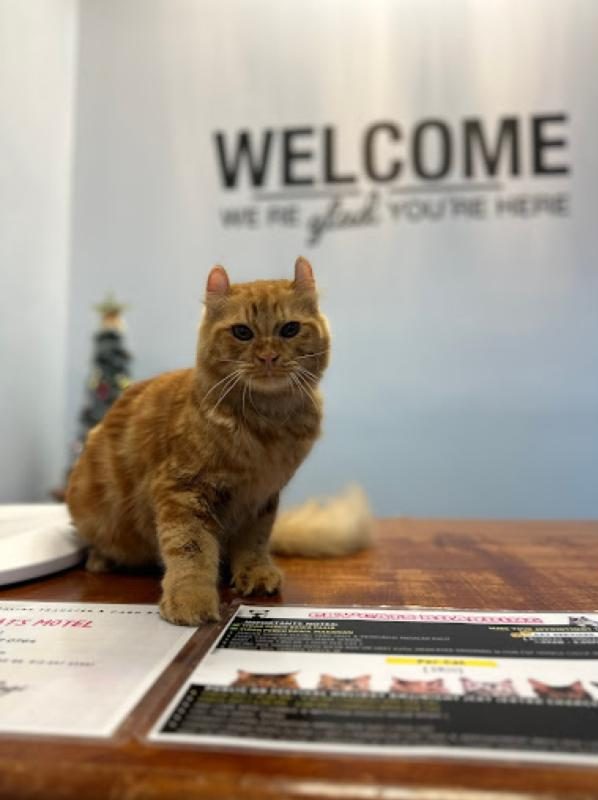 Top 10 Best Cat Grooming Shops in Sabah 2025 13 CkyCatshop-