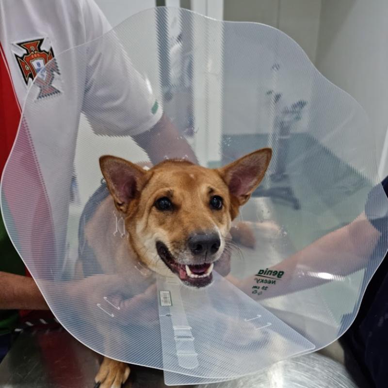 <strong>10 Klinik Haiwan Terbaik di Pulau Pinang 2024</strong> 28 Cuddles-Veterinary-Hospital-