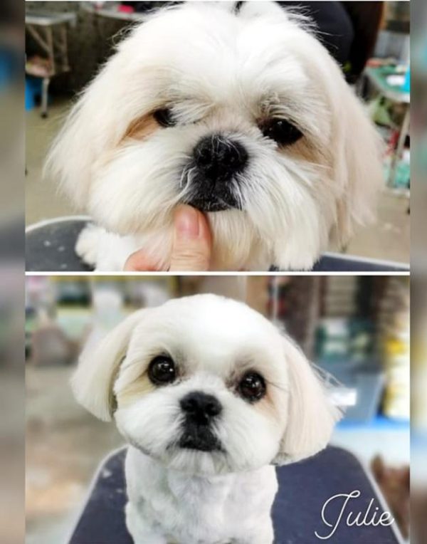 Top 10 Best Pet Grooming Shops in KL & Selangor Latest 2024