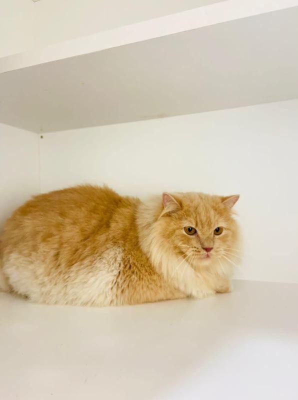 Top 10 Best Cat Grooming Shops in Sabah 2025 21 Dewi-Cat-Hotel-Grooming-