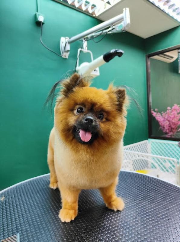 Top 10 Best Pet Grooming Shops in KL & Selangor 2025 11 FURIIStyle-@-Setapak-