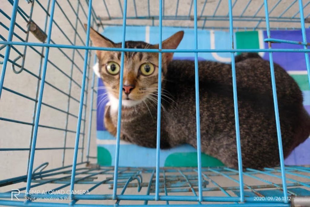 Top 10 Best Veterinary Clinics in Johor 2026 17 Family-Veterinar-Dato-Onn-