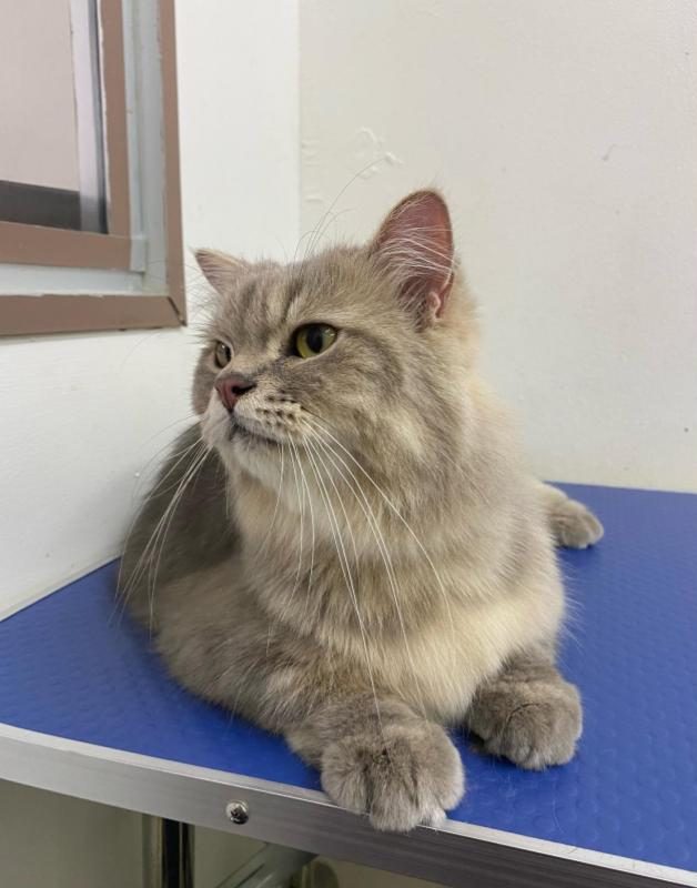 Top 10 Best Cat Grooming Shops in Ipoh 2025 13 Felis-Cat-Lodge-