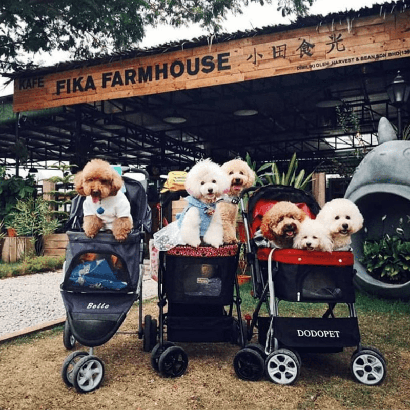 Top 8 Best Pet Cafes in Johor Bahru 2025 7 Fika-Farmhouse