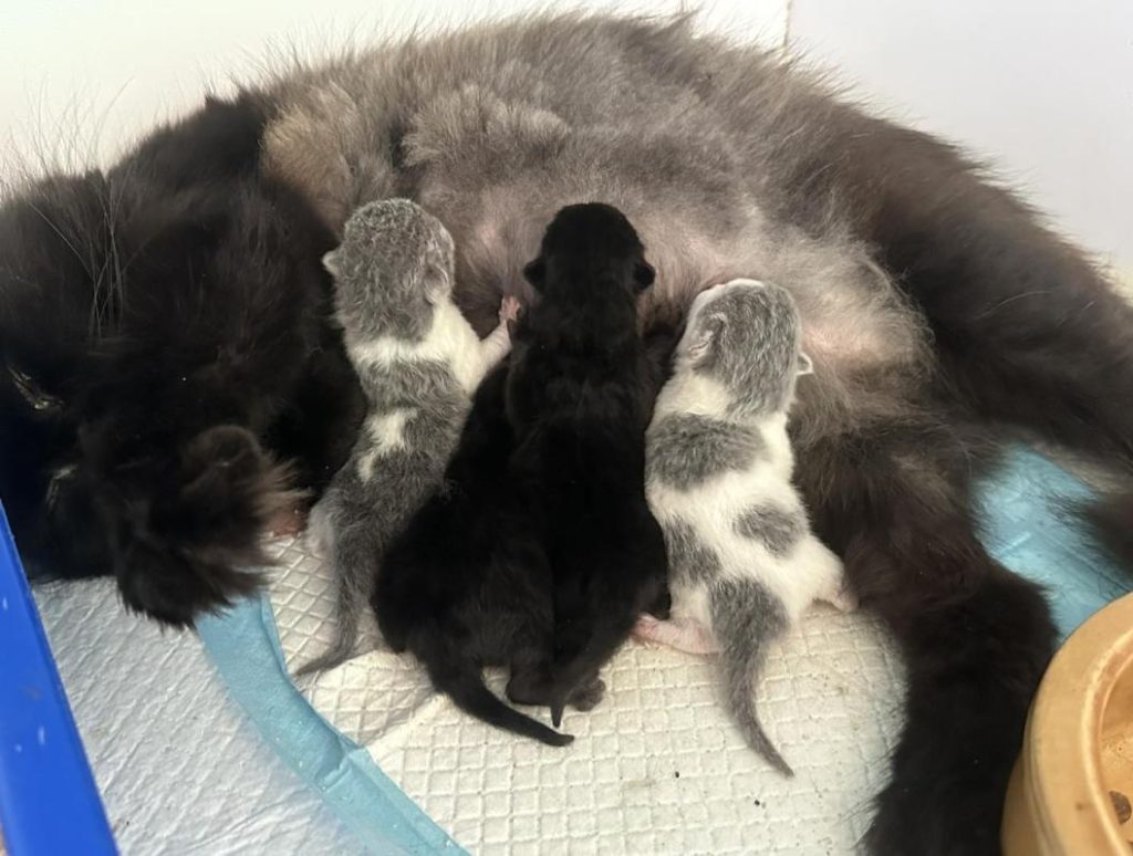 Top 10 Best Cat Grooming Shops in Johor 2025 9 Fiza-Aliff-Pet-Shop-Cat-Hotel-Johor-Bahru-