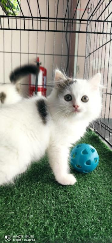 Top 10 Best Cat Grooming Shops in Ipoh 2025 17 Fluffy-Cattery-