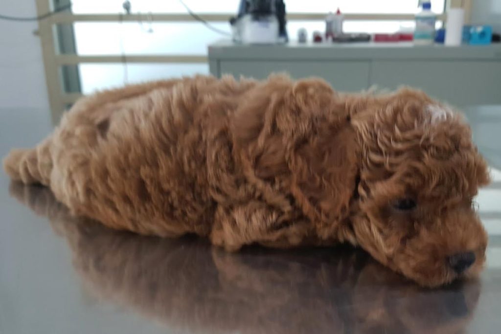 <strong>10 Klinik Haiwan Terbaik di Pulau Pinang 2024</strong> 24 Grace-Veterinary-Centre-