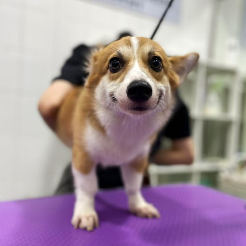 Top 10 Best Pet Grooming Shops in KL & Selangor 2025 17 Grooom-Pets-Studio-