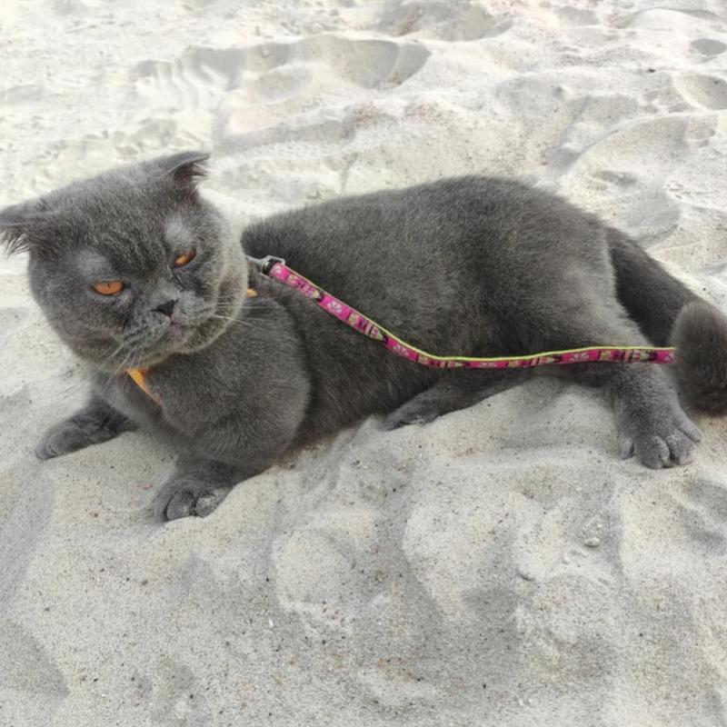 Top 10 Best Pet Grooming Shops in KL & Selangor 2025 7 Hand-Hand-Grooming-House-