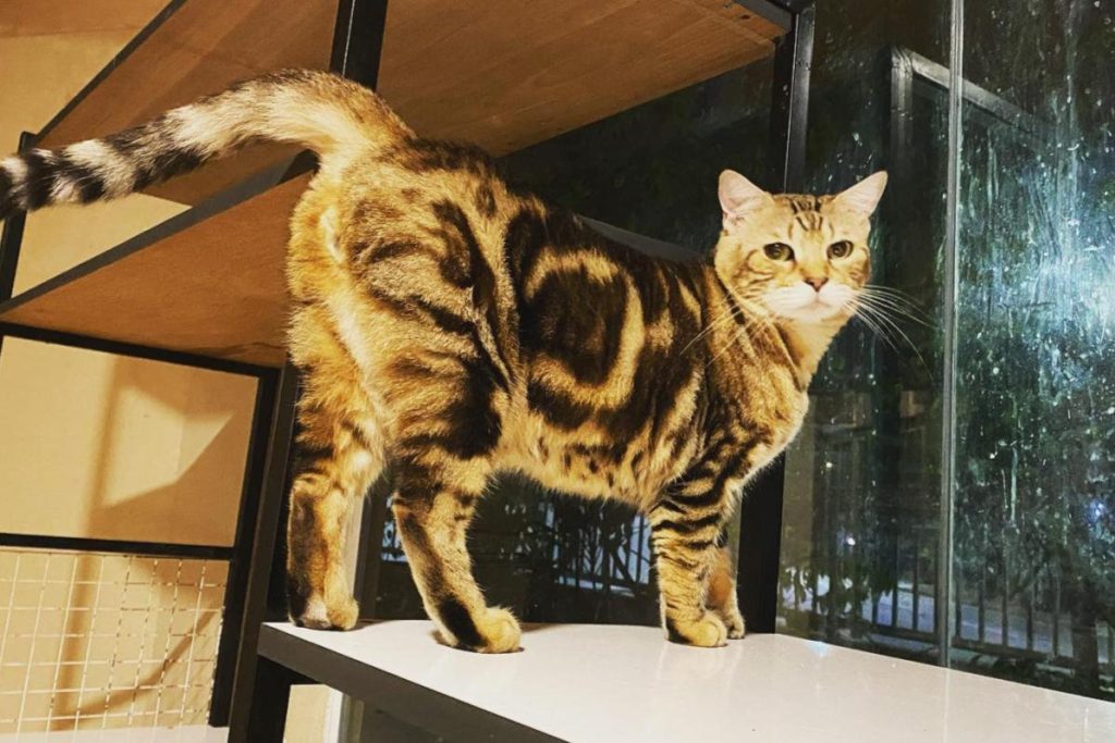 Top 10 Best Cat Grooming Shops in KL & Selangor 2025 21 Happy-Fat-Cat-