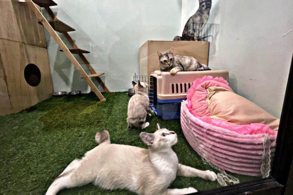 Top 10 Best Pet Shops in Kepong 2025 13 Honey-Pet-Shop-