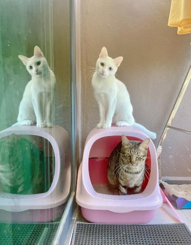 Top 10 Best Cat Grooming Shops in Penang 2025 3 House-of-Cat-