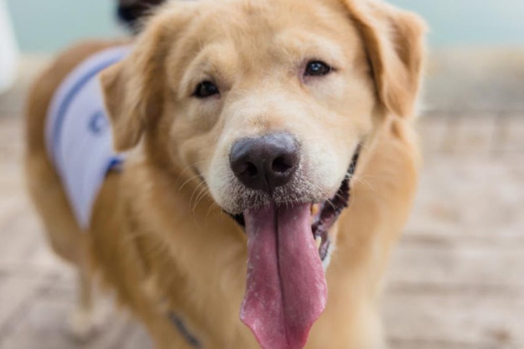 <strong>10 Klinik Haiwan Terbaik di Pulau Pinang 2024</strong> 36 J-Vet-Animal-Clinic-