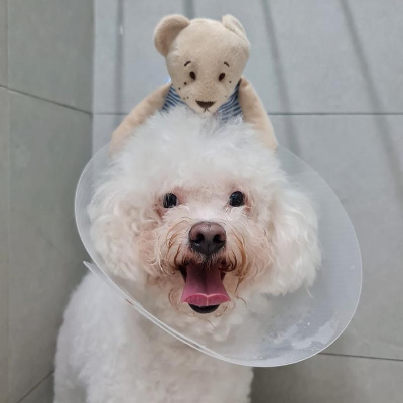 Top 10 Best Veterinary Clinics in Johor 2026 9 JB-Animal-Medical-Clinic-