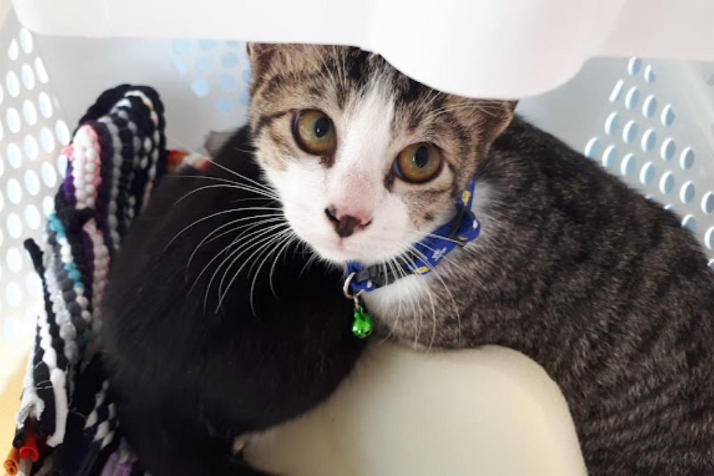 <strong>10 Klinik Haiwan Terbaik di Pulau Pinang 2024</strong> 42 Kitty-Cat-Care-Enterprise-