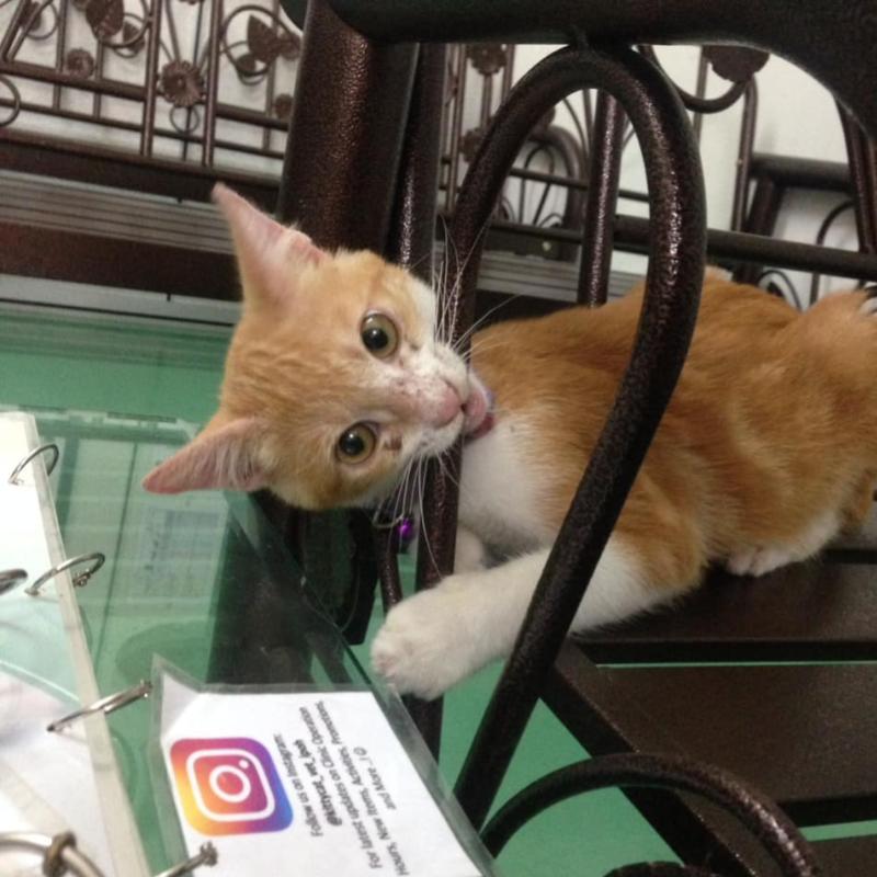 Top 10 Best Cat Grooming Shops in Ipoh 2025 3 Kitty-Cat-Pet-Centre-