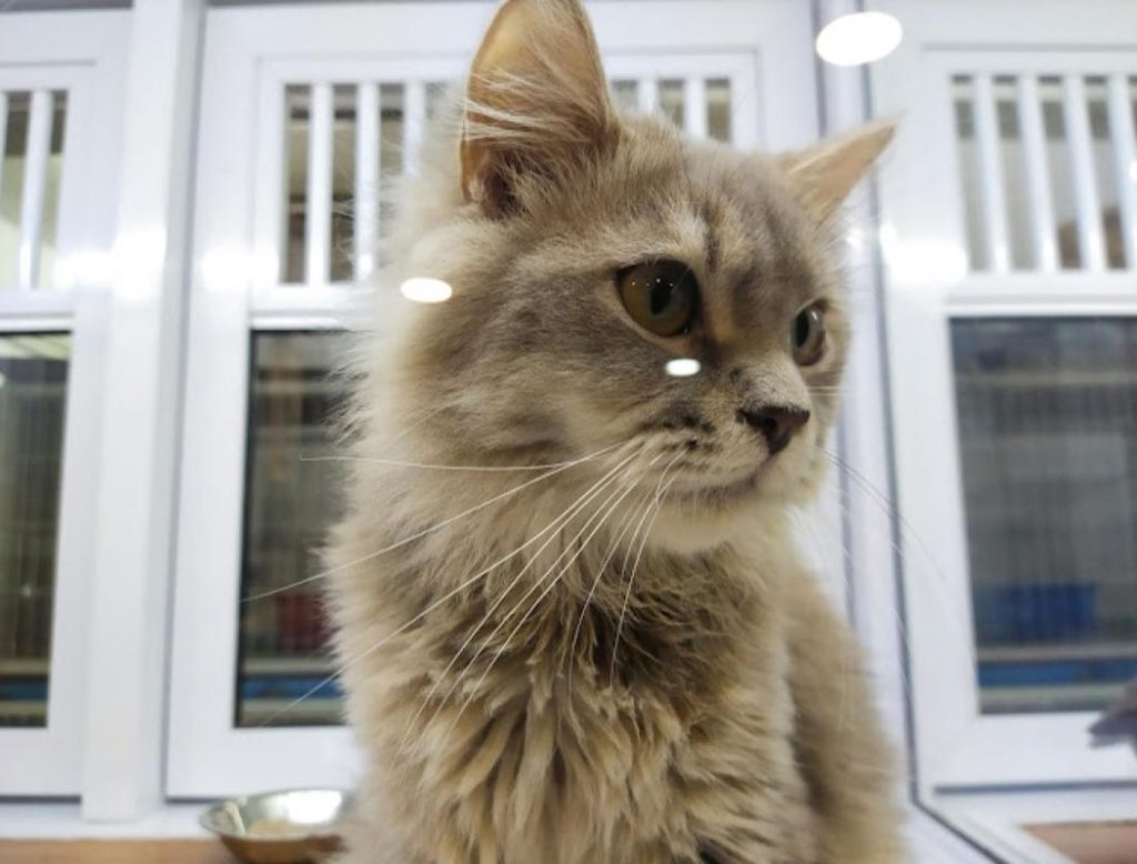 Top 10 Best Cat Grooming Shops in Sarawak 2025 5 Kittys-Paws-Studio-