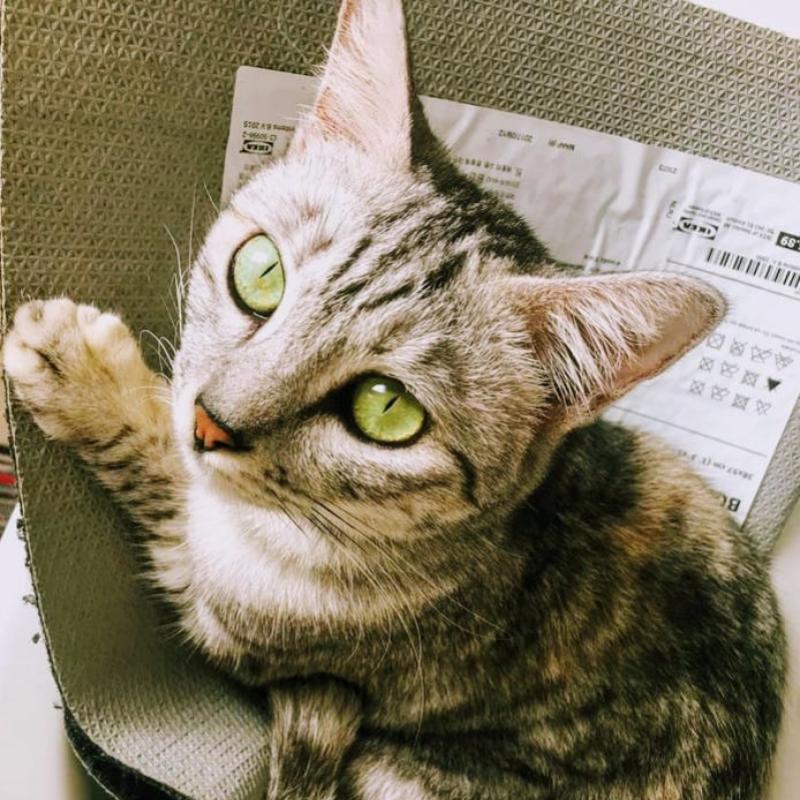 Top 10 Best Veterinary Clinics in Johor 2026 21 Klinik-Veterinar-Larkin-