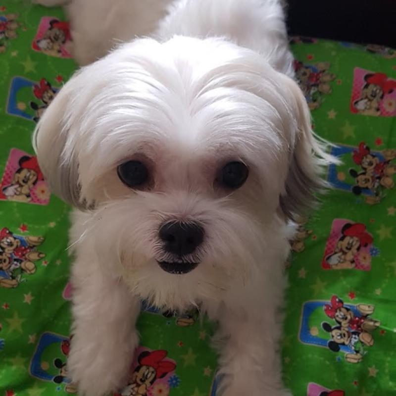 Top 10 Best Veterinary Clinics in Johor 2026 5 Koh-Animal-Clinic-Surgery-