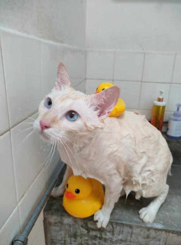 Top 10 Best Cat Grooming Shops in Penang 2025 9 Koocing-Cat-Hotel-Cat-Grooming-