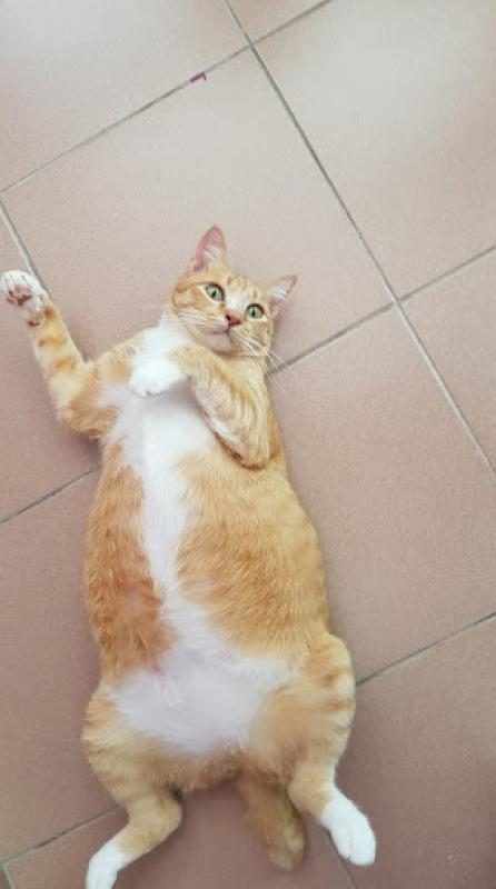 Top 10 Best Cat Grooming Shops in Penang 2025 5 Kopicatz-Penang-