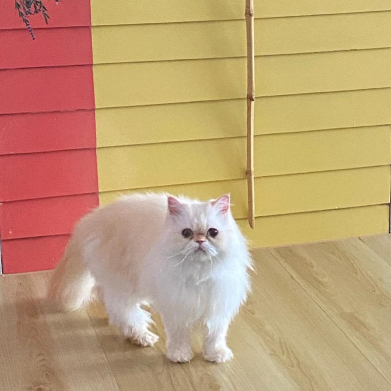 Top 10 Best Cat Grooming Shops in Sabah 2025 7 Luna-Cat-Hotel-