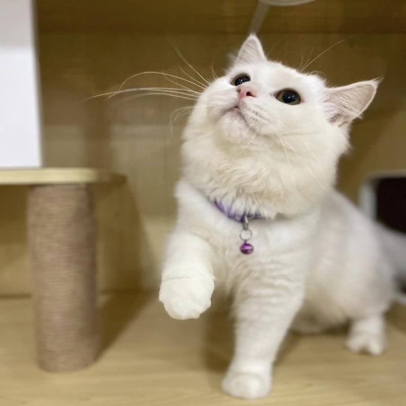 Top 10 Best Cat Grooming Shops in KL & Selangor 2025 19 Majestic-Cat-Studio