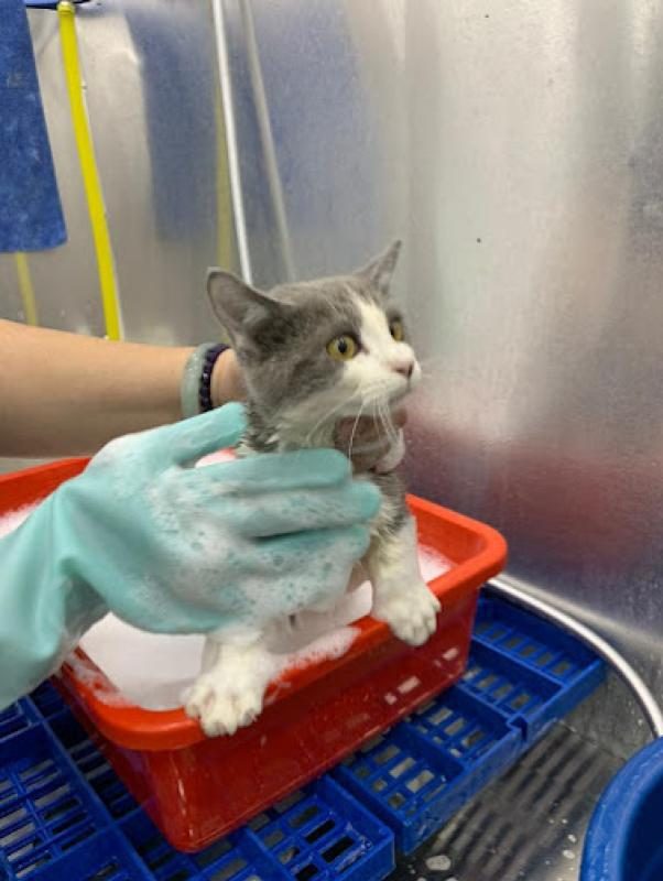 Top 10 Best Cat Grooming Shops in Penang 2025 15 Mama-Ta-Cats-Care-