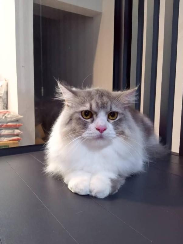 Top 10 Best Cat Grooming Shops in Sarawak 2025 3 Manja-Meow-