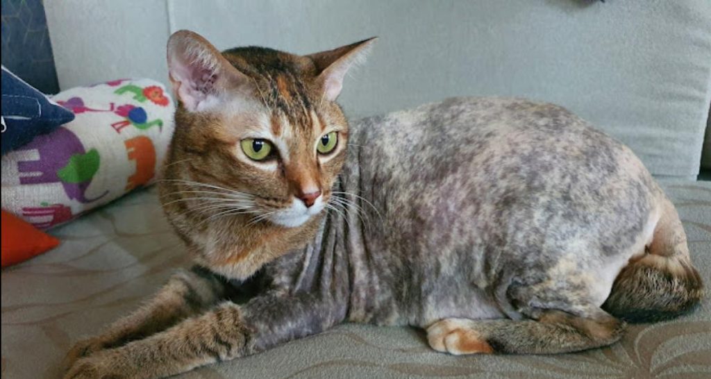 Top 10 Best Cat Grooming Shops in Sarawak 2025 16 Mem-Catz-Home-Based-Cat-Grooming-