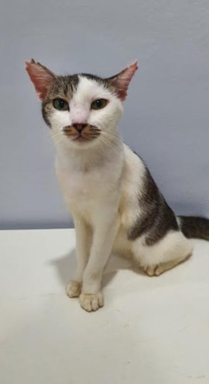 Top 10 Best Cat Grooming Shops in Sarawak 2025 17 Mem-Catz-Home-Based-Cat-Grooming-