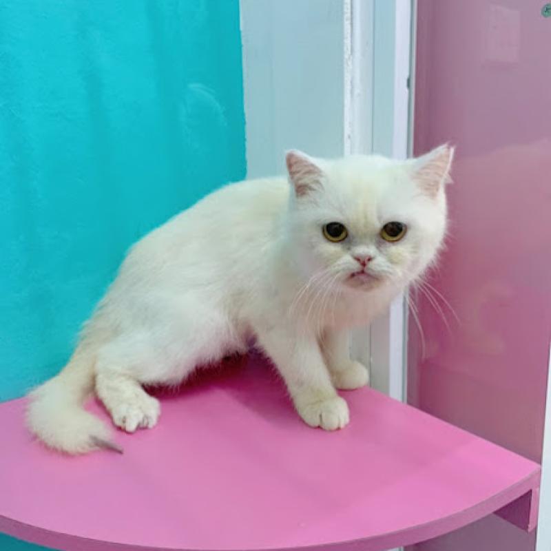 Top 10 Best Cat Grooming Shops in Sabah 2025 9 Nana-Wondercatz-