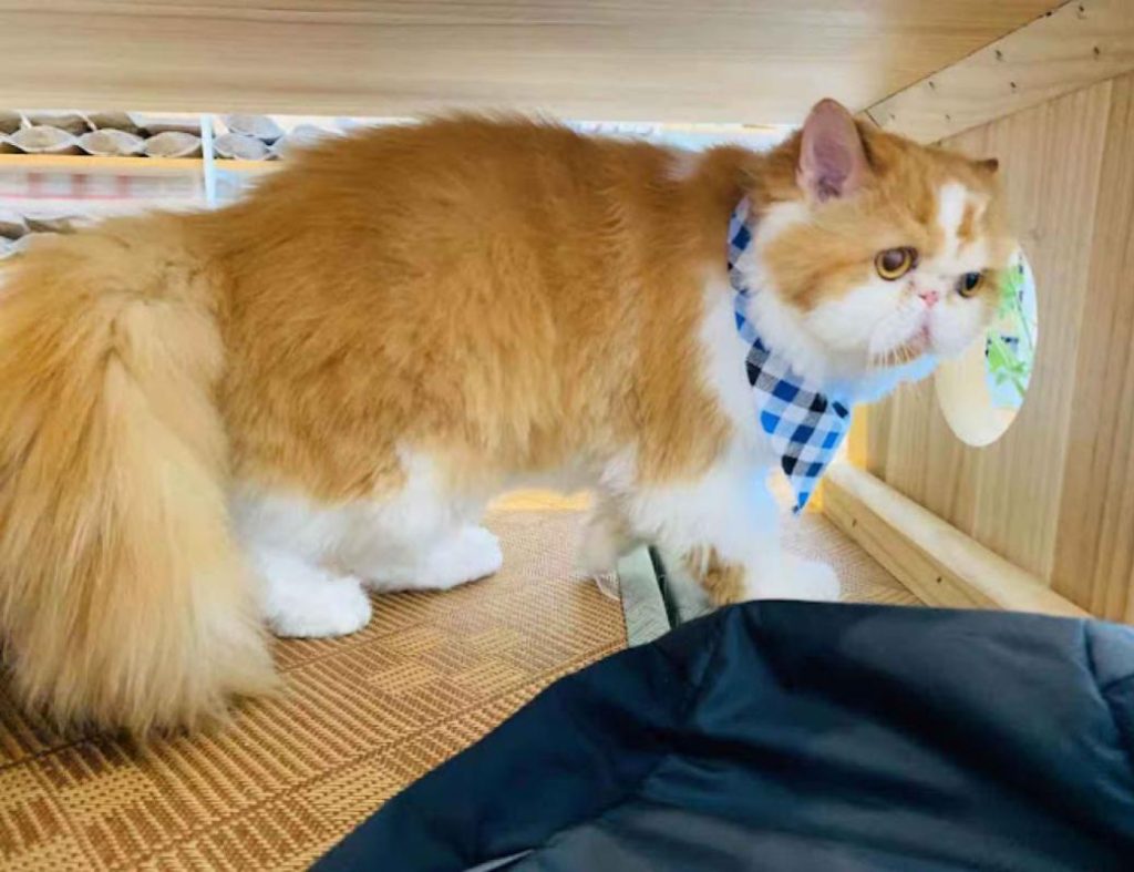 Top 10 Best Cat Grooming Shops in Penang 2025 13 Neko-Inn-Arena-Curve-Cat-Hotel-Grooming-