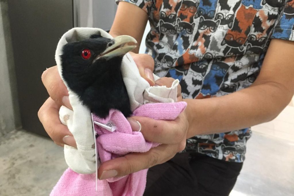 <strong>10 Klinik Haiwan Terbaik di Pulau Pinang 2024</strong> 26 Neko-Inu-Veterinary-Centre-