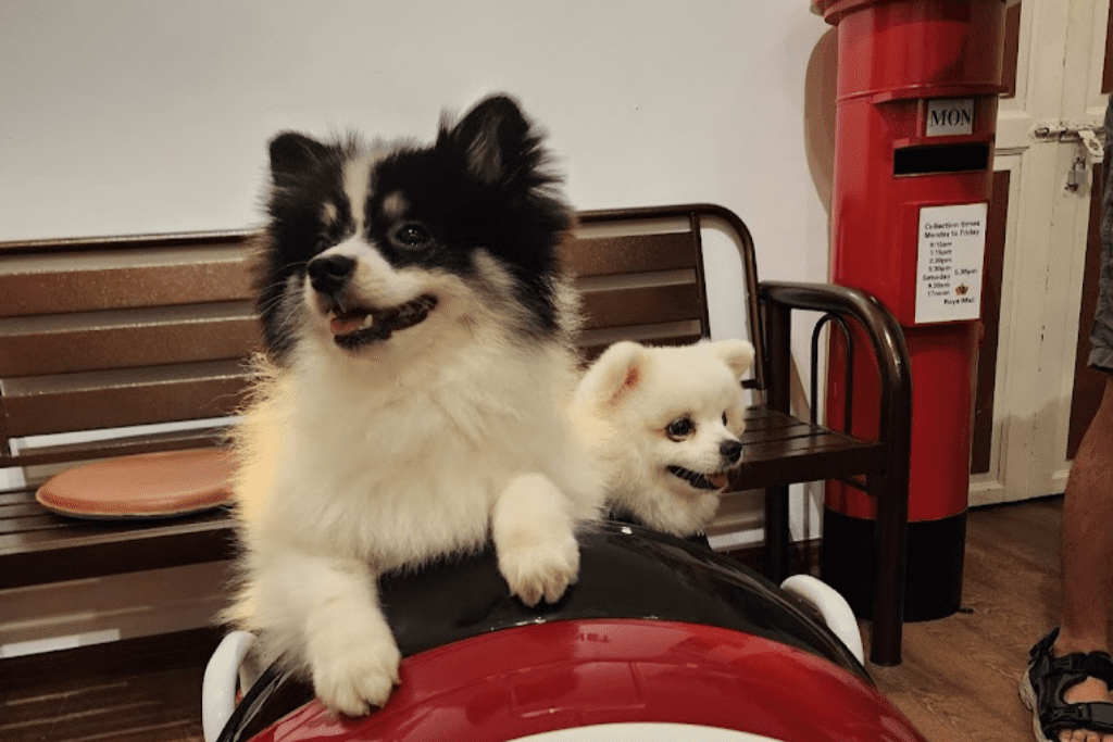 Top 5 Best Pet Cafes In Penang 2025 5 Pawfect-Planet-Cafe-PetFriendly-