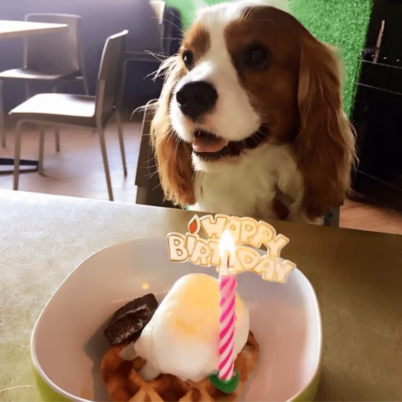 Top 8 Best Pet Cafes in Johor Bahru 2025 13 Pets-Union-