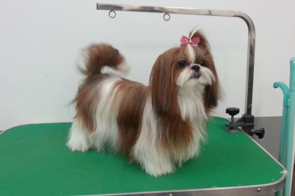 Top 10 Best Pet Shops in Kepong 2025 19 PetsLand-Grooming-House--