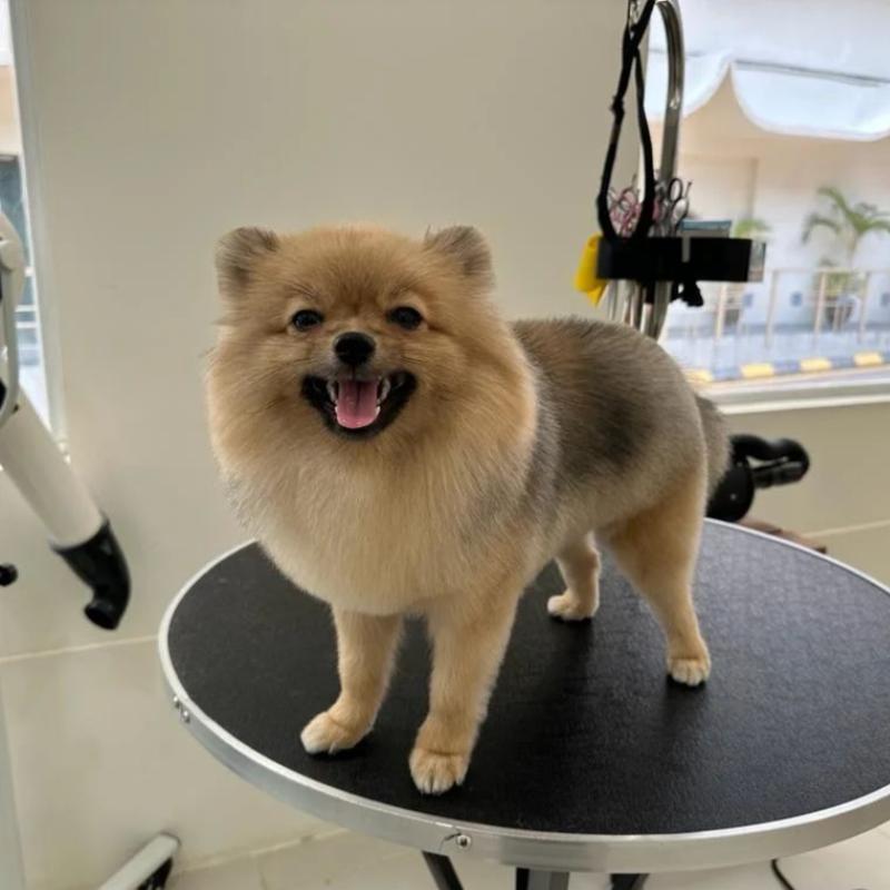Top 10 Best Pet Grooming Shops in KL & Selangor 2025 19 Poozie-n-Beach--