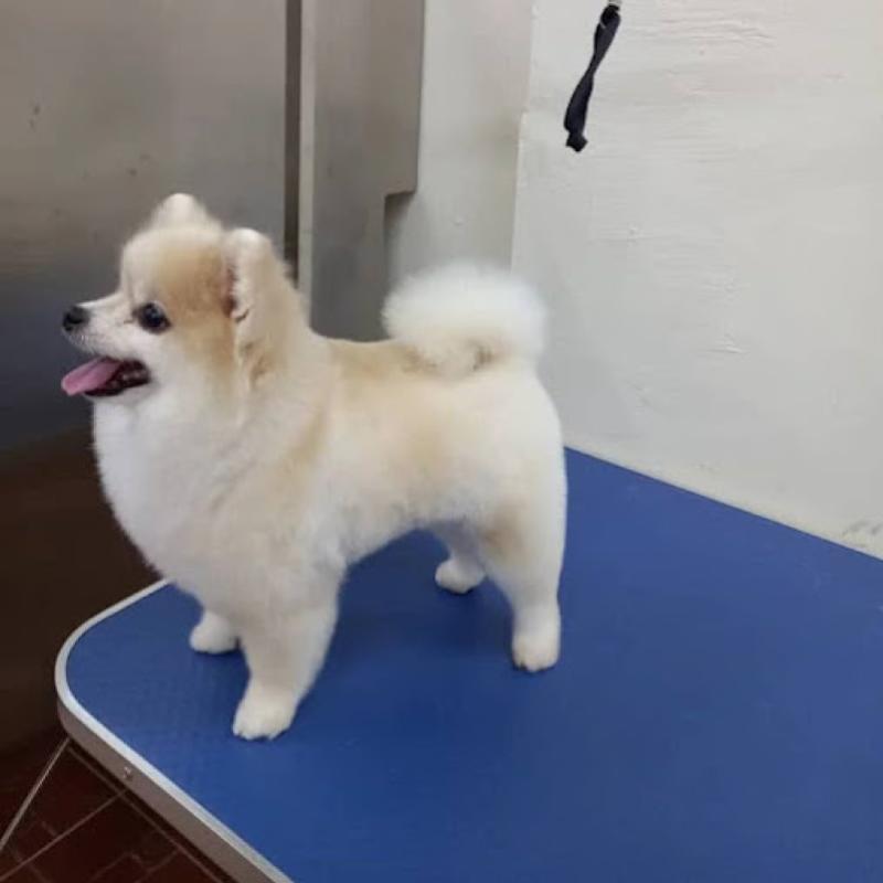 Top 10 Best Pet Grooming Shops in Penang 2025 13 Rayen-Pet-Salon-