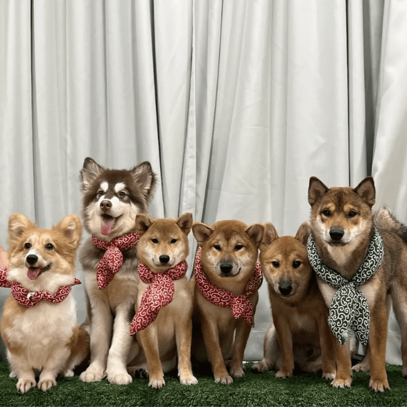 Top 8 Best Pet Cafes in Johor Bahru 2025 5 Shiba-Cafe-