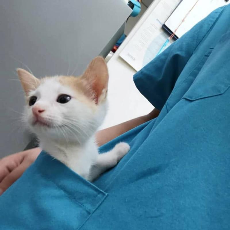 Top 10 Best Veterinary Clinics in Johor 2026 7 South-Paws-Veterinary-Clinics-