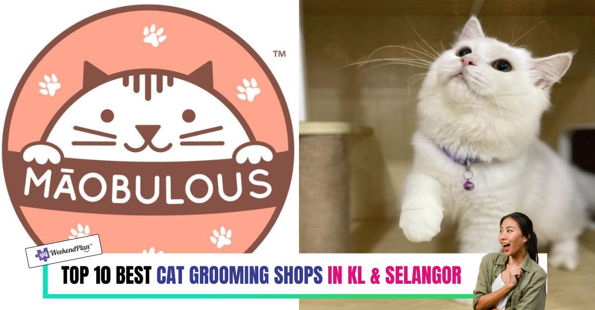 TOP--BEST-CAT-GROOMING-SHOPS-IN-KL-SELANGOR