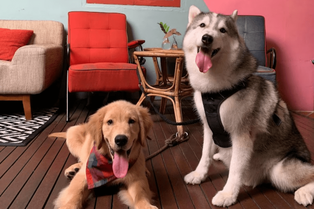Top 5 Best Pet Cafes In Penang 2025 7 The-Daily-Dose-Cafe-Penang-