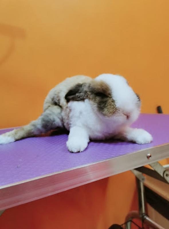 Top 10 Best Pet Grooming Shops in Penang 2025 19 Wag-n-Tail-Pet-Salon-