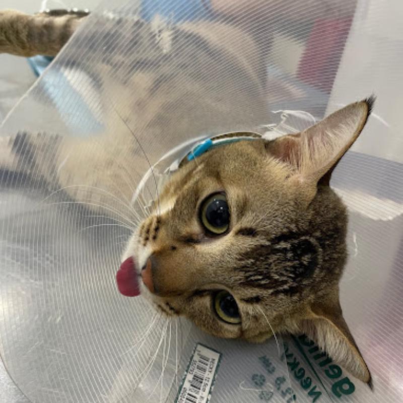 <strong>10 Klinik Haiwan Terbaik di Pulau Pinang 2024</strong> 34 Windsor-Animal-Clinic-Simpang-Ampat-