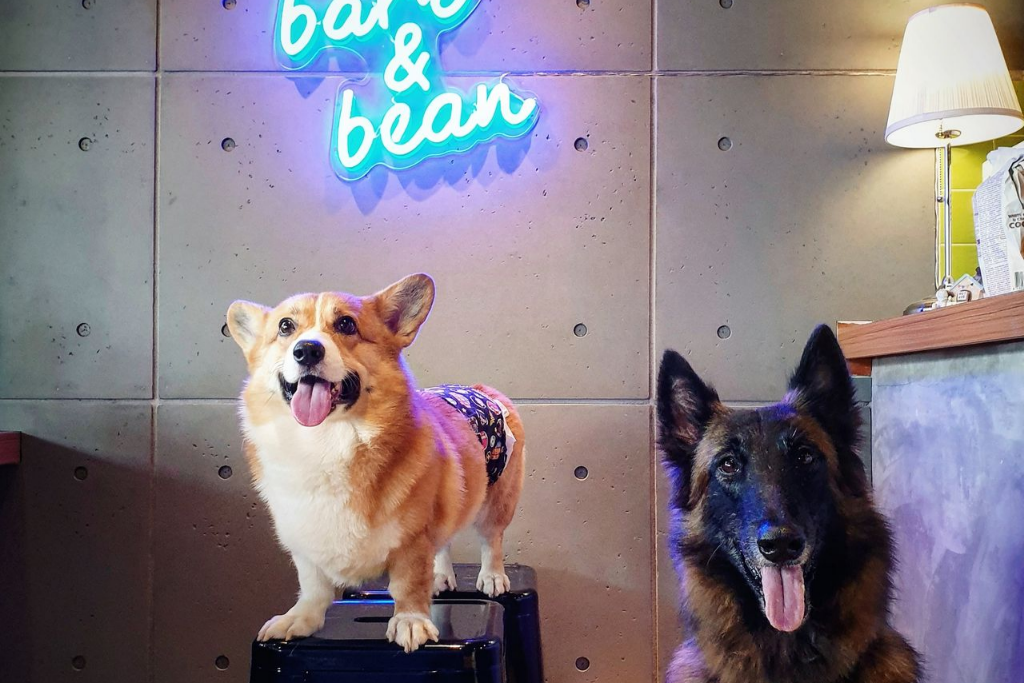 Top 5 Best Pet Cafes In Penang 2025 3 bark-bean-pet-cafe-